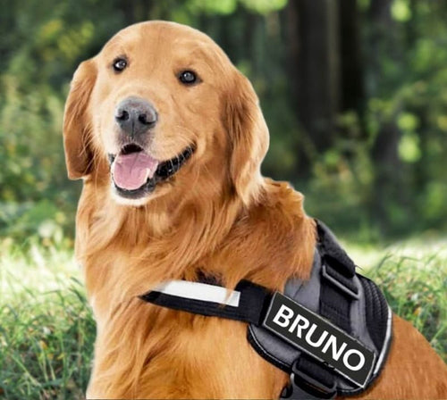 BRAVORA™   - CUSTOM FIT NO-PULL DOG HARNESS